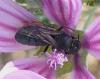 Ceratina sp.